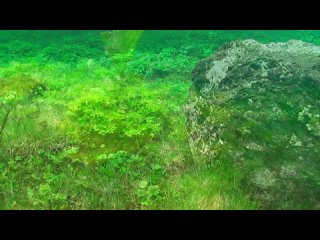 gr ner see - green lake in austria