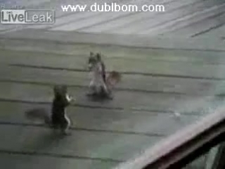 mortal kombat squirrels :)