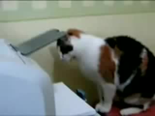 cat and printer